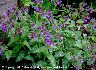 Pulmonaria officinalis