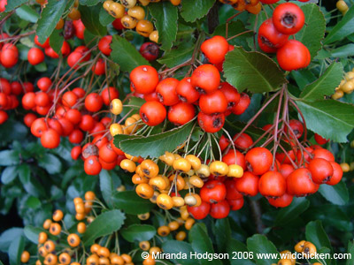 Pyracantha berries