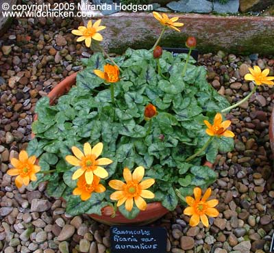 Ranunculus ficaria var. aurantiacus