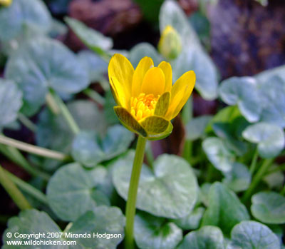 Ranunculus ficaria bud