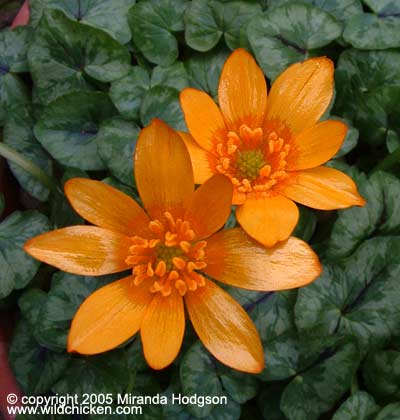 Ranunculus ficaria var. aurantiacus