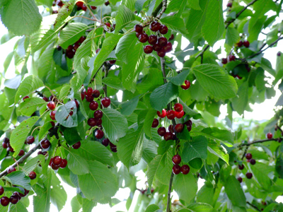 Cherries