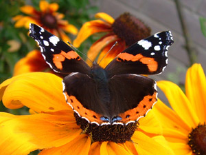 Red admiral on a rudbeckia flower