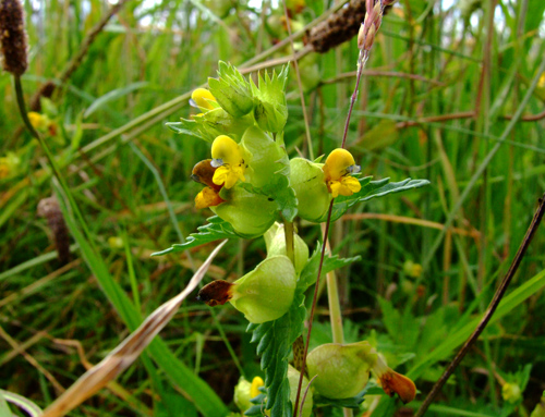 Rhinanthus