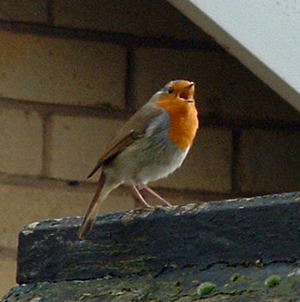 Singing robin