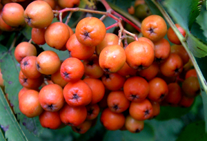 Ripe rowan berries