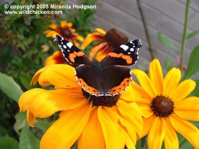 Rudbeckia hirta - close-up