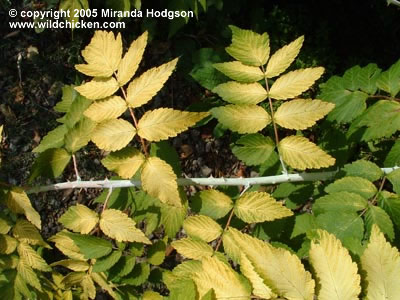 Rubus cockburnianus 'Goldenvale'