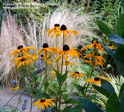 rudbeckia_stipa_tenuissima.jpg