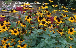 Rudbeckia triloba