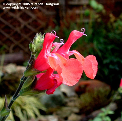 Salvia microphylla close up