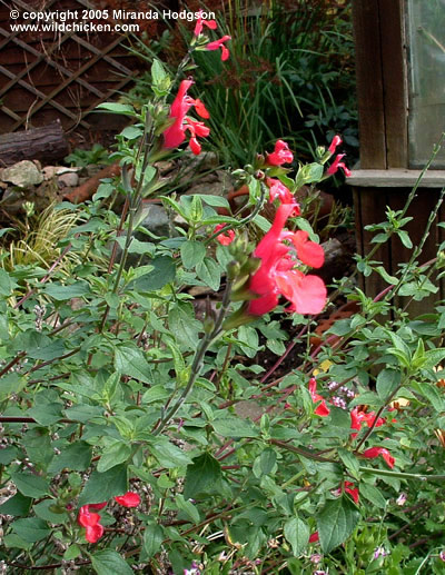 Salvia microphylla