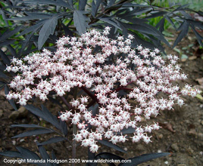 Sambucus nigra 'Black Lace'