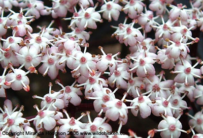 Sambucus flowers close up