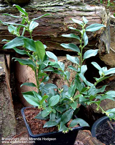 Sarcococca confusa