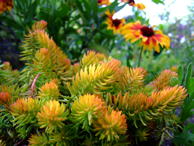 Sedum rupestre 'Angelina'