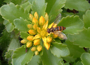 Hoverfly on sedum