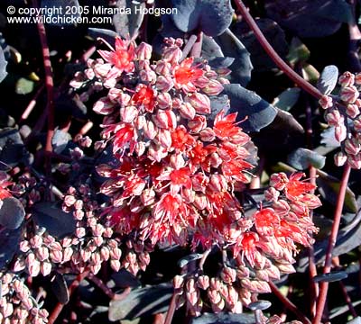 Sedum 'Ruby Glow'