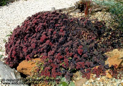 Sedum 'Ruby Glow'