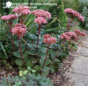 Sedum telephium 'Matrona'