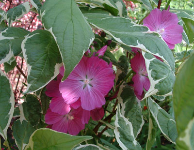 Sidalcea malviflora peeking through Cornus foliage