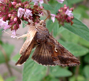 Silver-Y moth