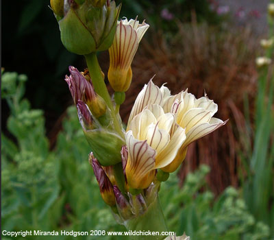 Sisyrinchium striatum