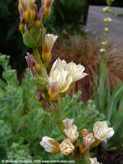 Sisyrinchium striatum