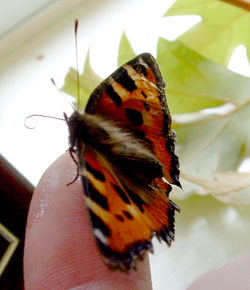 Small tortoiseshell with unfurled proboscis