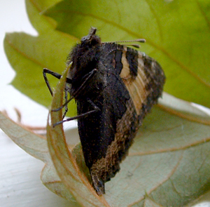 Hibernating butterfly