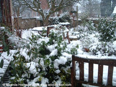 Snowy shrubs