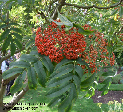 Sorbus sargentiana