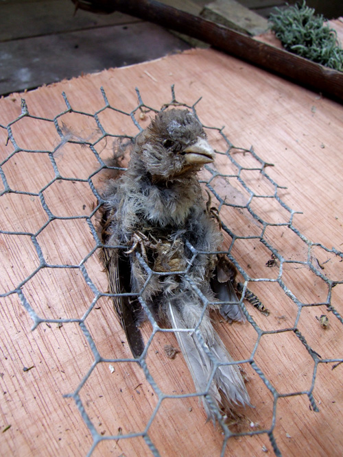 A dead sparrow trapped in thatch wiring