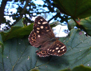 Speckled wood butterfly