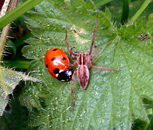 Wolf spider and ladybird