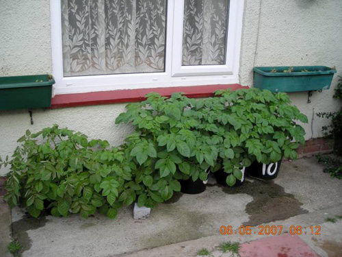 Potatoes growing in containers