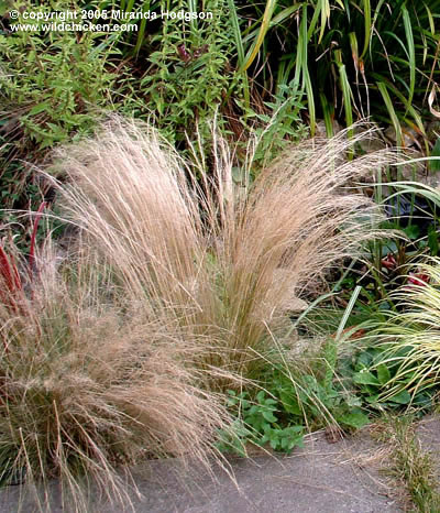 Stipa tenuissima habit