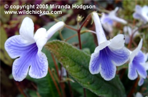 Streptocarpus 'Crystal Ice' - close-up