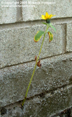 Sunflower in wall