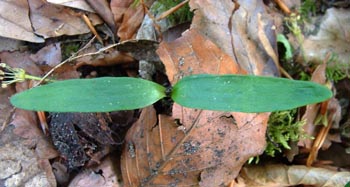 Sycamore seedling