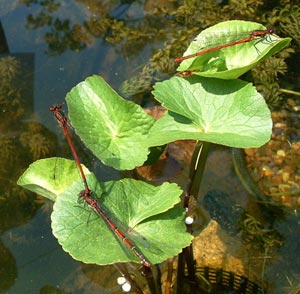 Three damselflies over the pond