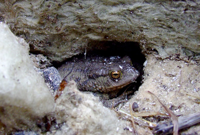 Toad in a hole