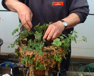 Top layer of plants