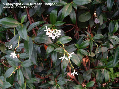 Trachelospermum jasminoides