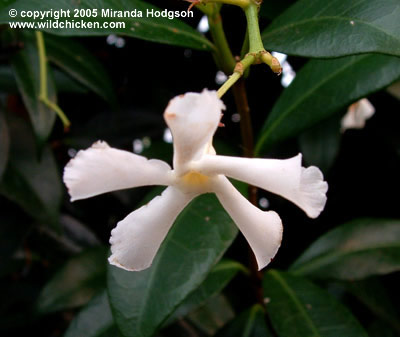 Trachelospermum jasminoides - close-up