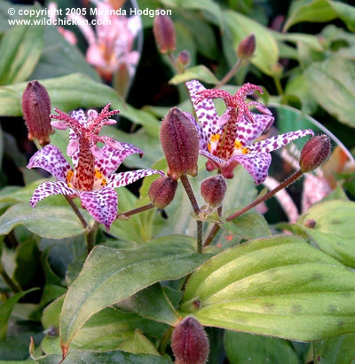 Tricyrtis hirta