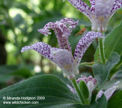 Tricyrtis maculata