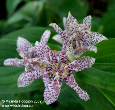 Tricyrtis maculata