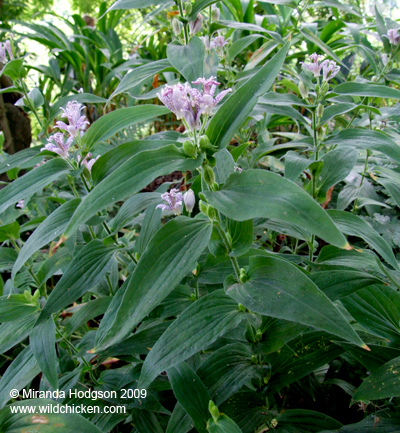 Tricyrtis maculata