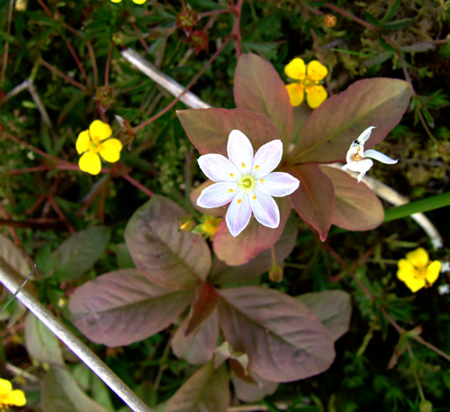 Chickweed Wintergreen